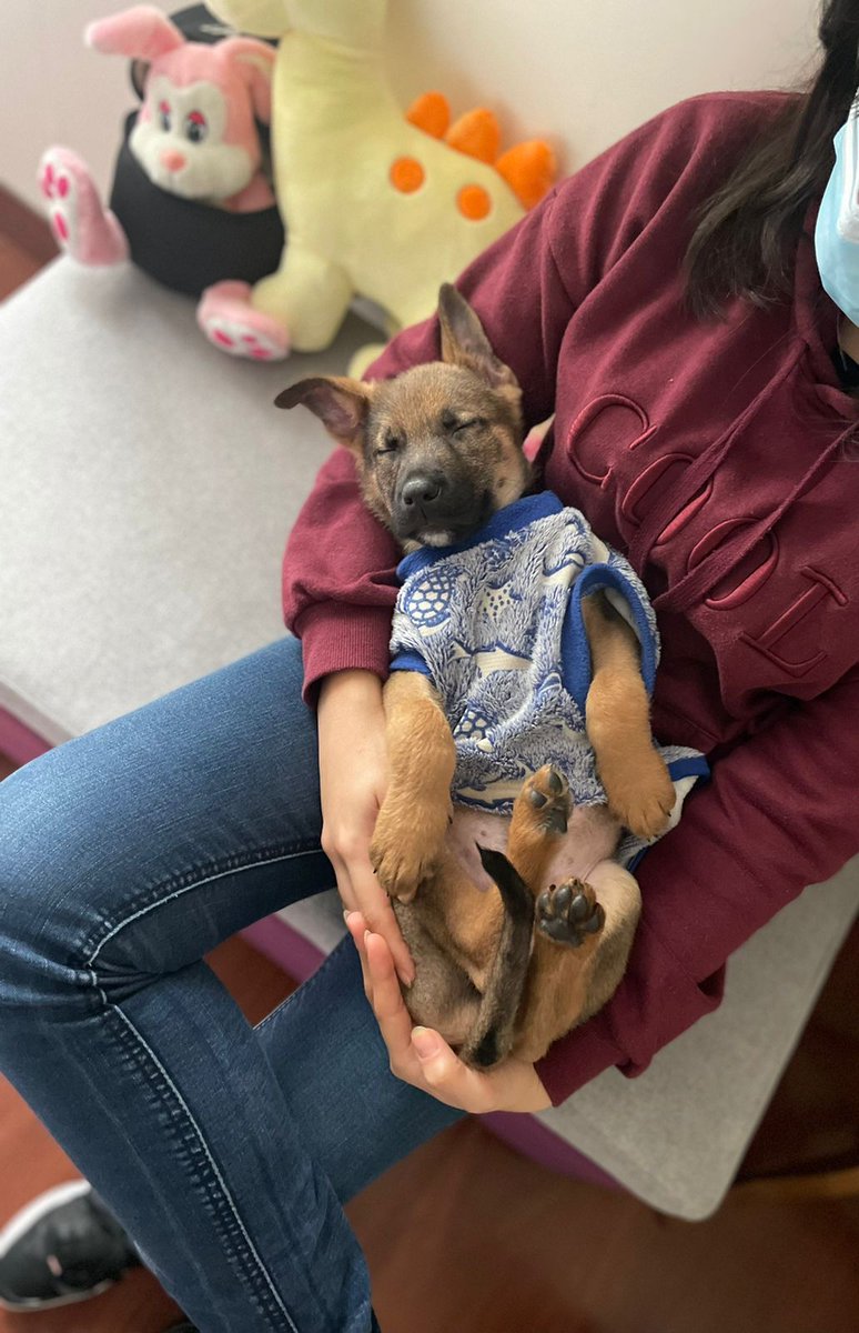 zuniga_keni's tweet photo. ¡Hola chicos! 
Estoy poniendo en adopción a este bbcito rescatado que acaba de cumplir 2 mesesitos 💗
Estoy buscando a una mami o papi responsable que la pueda brindar mucho amor en su hogar 🫶🏼. 
Para cualquier consulta al imbox. #AdopciónResponsable #AdoptaNoCompres https://t.co/TY4rzsyPpC