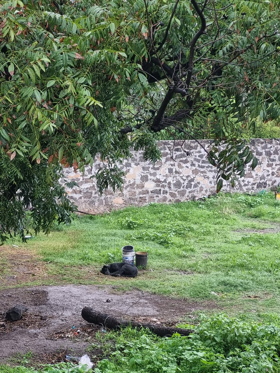 MarisolTourne's tweet photo. @RamirezClaudia_ Si puedes ayudarme a denunciar maltrato animal. Intento por muchos lados y no consigo nada. Un perro encadenado al intemperie, día y noche en un terreno, en San Juan del Río, Calle Alvaro Obregon casi esquina con Pablo Cabrera. Ojalá alguien ayude, a veces lo golpean :( https://t.co/s8syjWXTWq