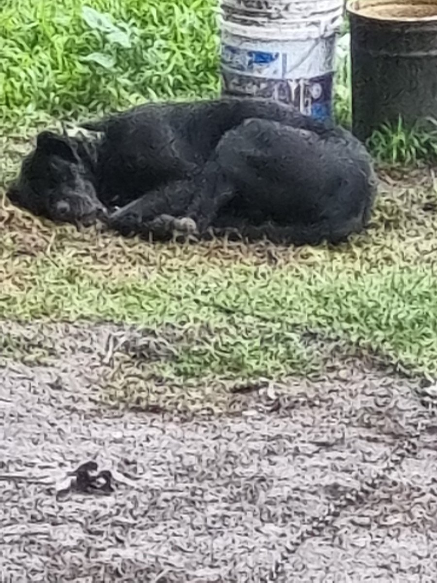 MarisolTourne's tweet photo. @RamirezClaudia_ Si puedes ayudarme a denunciar maltrato animal. Intento por muchos lados y no consigo nada. Un perro encadenado al intemperie, día y noche en un terreno, en San Juan del Río, Calle Alvaro Obregon casi esquina con Pablo Cabrera. Ojalá alguien ayude, a veces lo golpean :( https://t.co/s8syjWXTWq