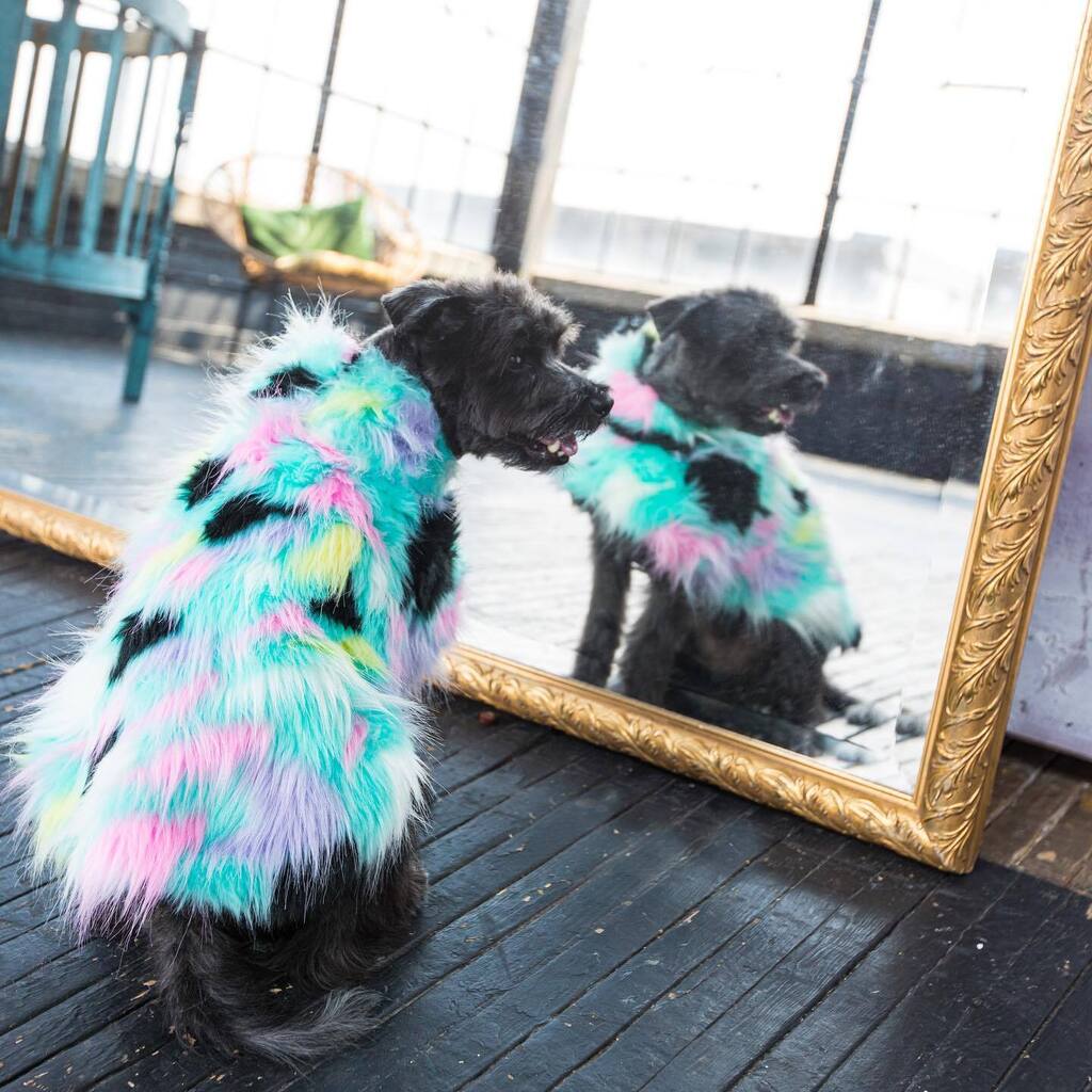 baconthedoggers's tweet photo. Sometimes you gotta wake up and give yourself a pep talk to start the week
-
๐: @houndaround_co
-
.
.
.
#dogsoftoronto #dogsofcanada #schnauzer #dogsofinstagram #minischnauzer #schnauzersofinstagram #schnauzerlove #weeklyfluff #weratedogs #miniscโฆ https://t.co/3rDxsVgl96 https://t.co/0KG6cBgpmJ