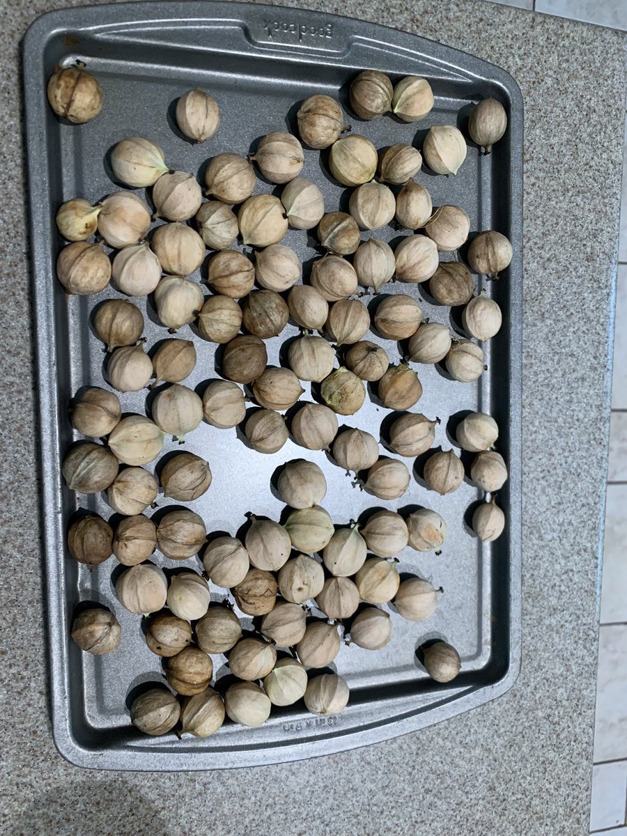 KattleRanch's tweet photo. Still setting up the property for cows, but enjoying the harvest of what already exists! https://t.co/hbjenU41Rl