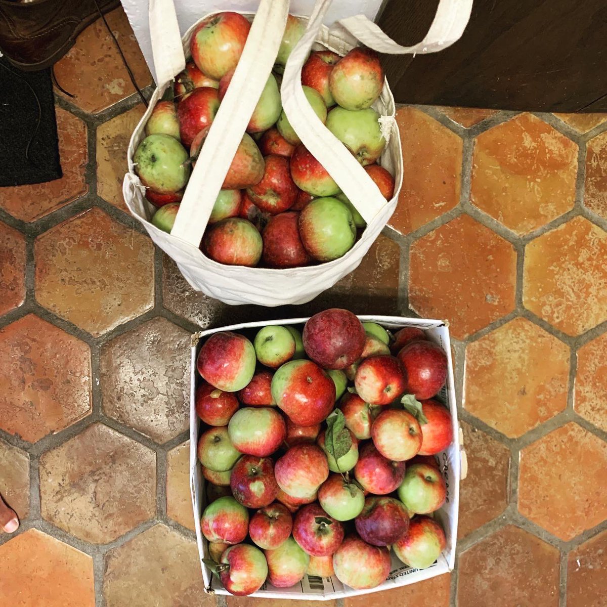 KattleRanch's tweet photo. Still setting up the property for cows, but enjoying the harvest of what already exists! https://t.co/hbjenU41Rl