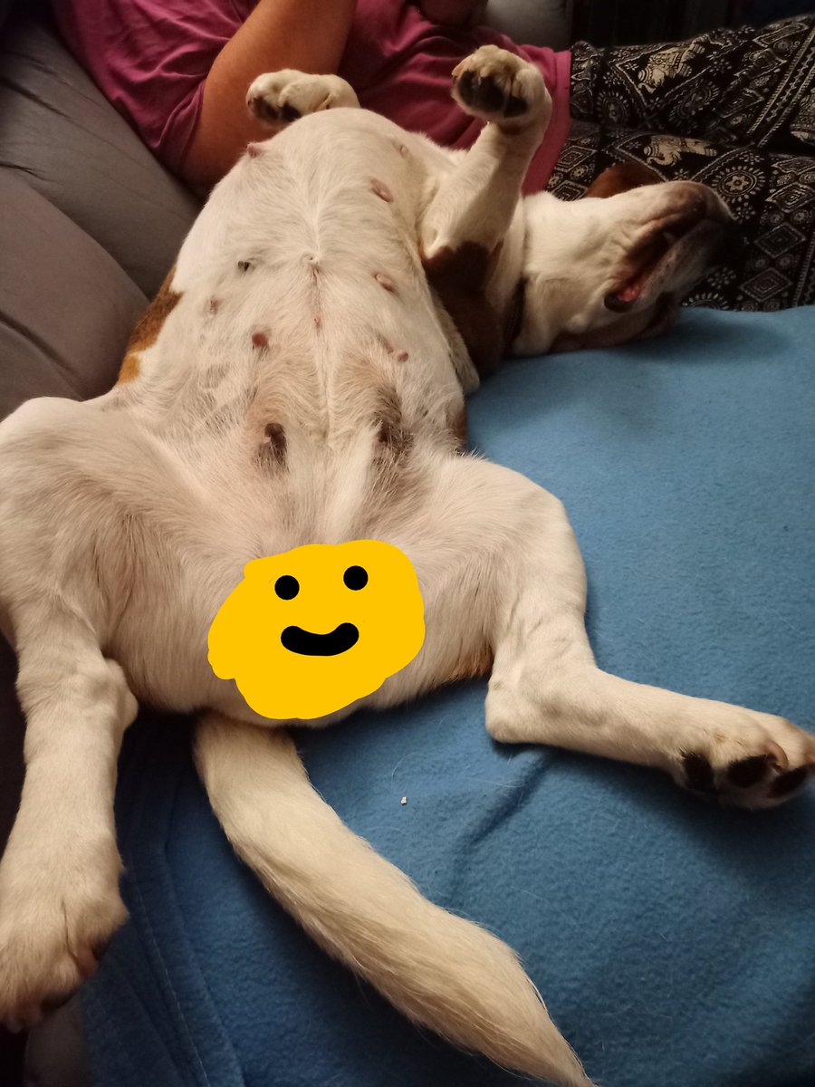 Izzy_Beagle's tweet photo. Ahhh, dis good. #DogsofTwittter #beagles https://t.co/v3TFAjSly5