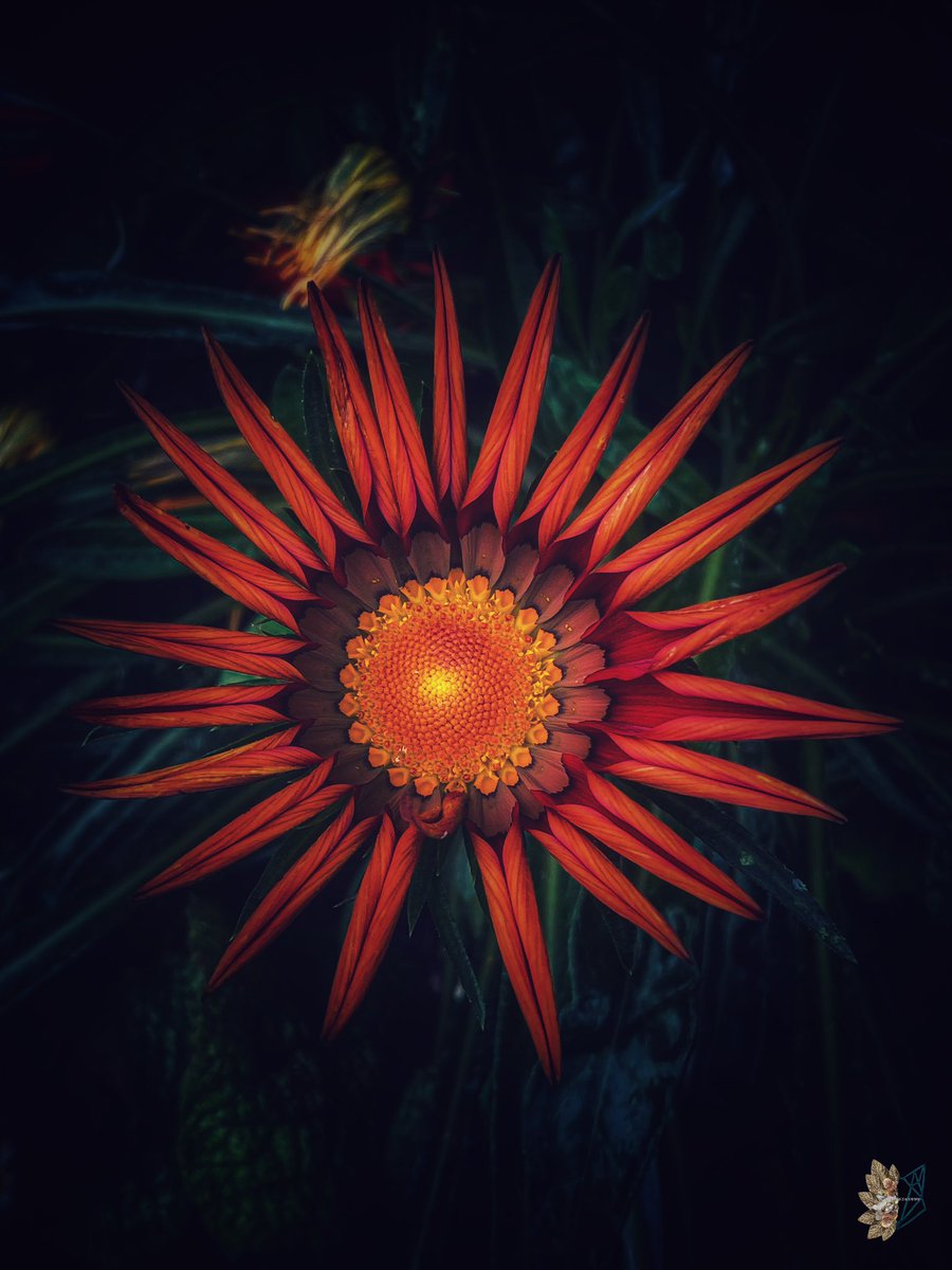 🌿𝔈𝔩𝔣𝔢𝔞𝔯𝔰𝔣𝔬𝔵𝔰𝔬𝔵🌿 tweet media