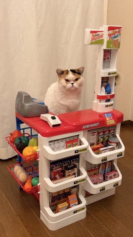 PuchiSpector's tweet photo. Qué tope ni que topo, aquí se paga lo que digo yo, miau https://t.co/8O6GZHON8k