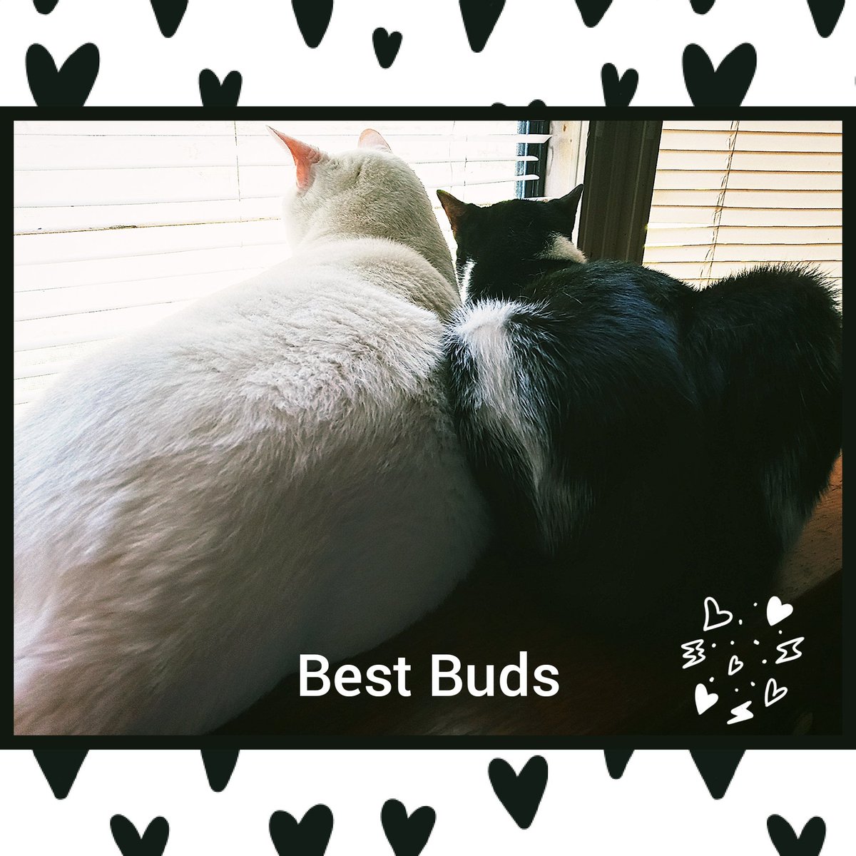 CJones9091's tweet photo. @Wolfiesmom Manson and Maddie say hi.. https://t.co/4GxkwM8HKb