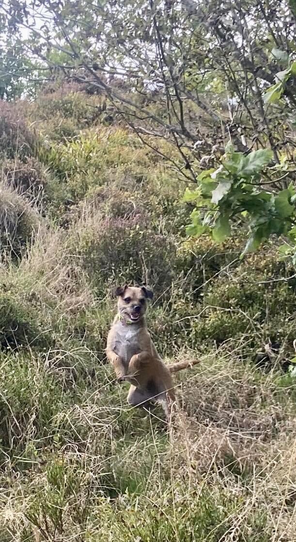 nari_moli's tweet photo. @DirtyHippyDalek @GrizzleRed @claptonterrier Here’s me livin’ ma best life - havin’ fun lookin’ for the deer. https://t.co/hDzXI5X5wo