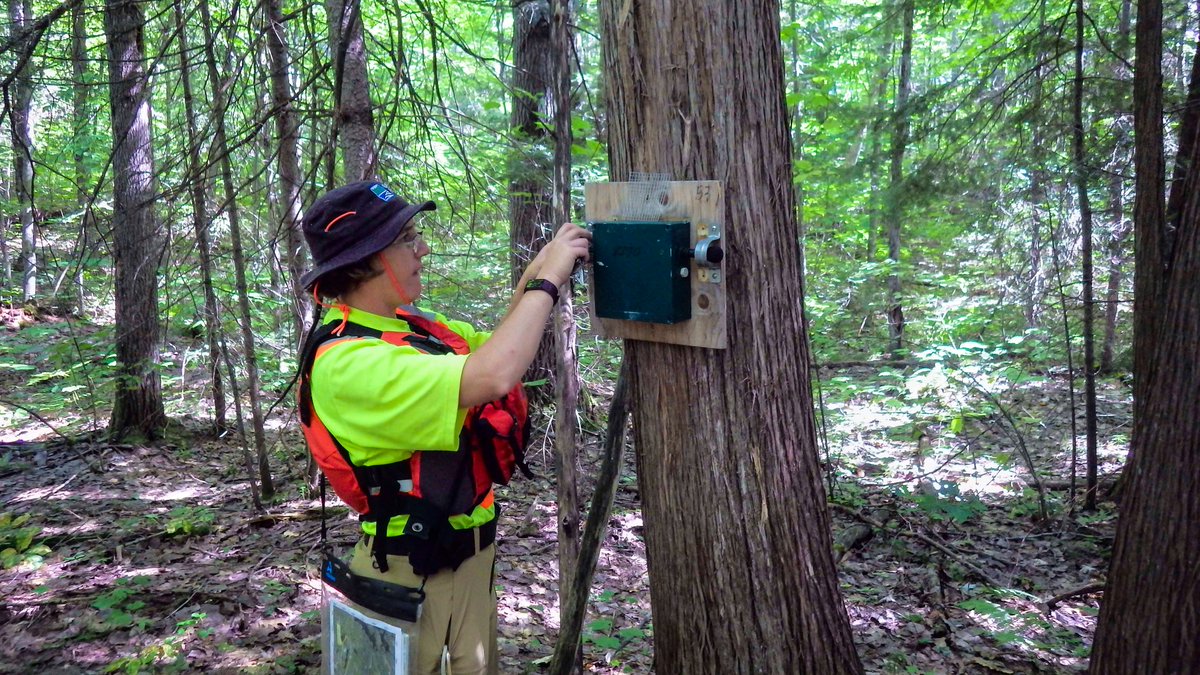 OntarioParksNE's tweet photo. Birds are pretty and have sweet songs. They are also  vitally important for our ecosystems.

Here's how Ontario Parks staff are monitoring and mapping the birds of the Boreal Forest to learn more about the health of park environments: https://t.co/P5C1EDz8OB  

#BreedingBirdAtlas https://t.co/36NgGMqnra