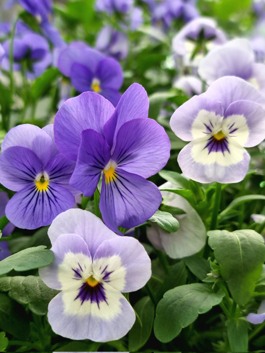 Hello @GardensHour. This week I've been falling in love with violas 💕😊#GardensHour