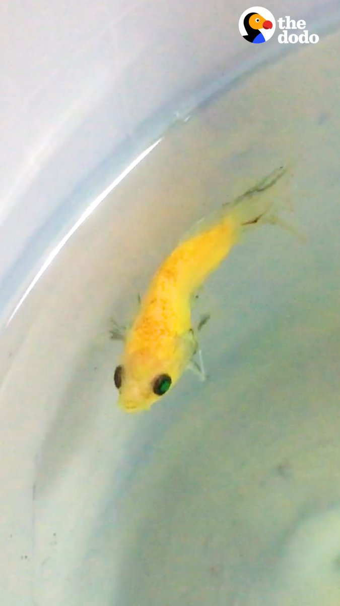 Woman takes home a dying fish from the pet store — watch him completely