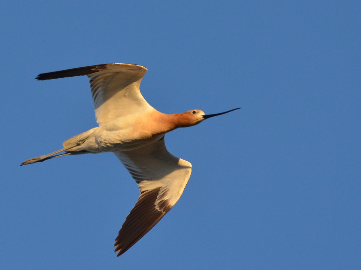 BirdWatchDaily's tweet photo. #PhotoOfTheDay: Dan Garber recently added this image of an American Avocet at Bear River Migratory Bird Refuge in Utah. He photographed it nearly ten years ago. 
https://t.co/jIpqkr7ieC
#AmericanAvocet #BirdOfTheDay #BirdsOfUtah https://t.co/KwQDgEIdfH