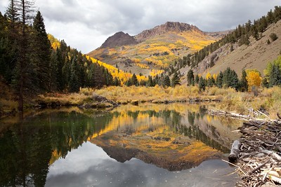 usfs_rmrs's tweet photo. Aspen are an iconic species with golden autumn leaves - but will they survive as climate change, beetles, and fire alter their habitat? A new Science You Can Use presents recent research about aspen migration after fire to answer this question: https://t.co/wkC5lmevnx https://t.co/u1vTLMFY5p
