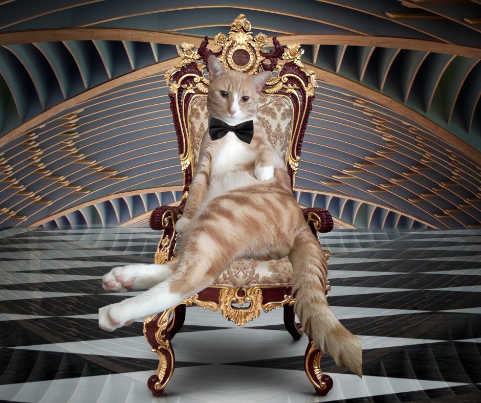 BestBetterStore's tweet photo. A distinguished gentleman😹 #cats #CatsOfTwitter #nachocat https://t.co/xNN6nNCANY