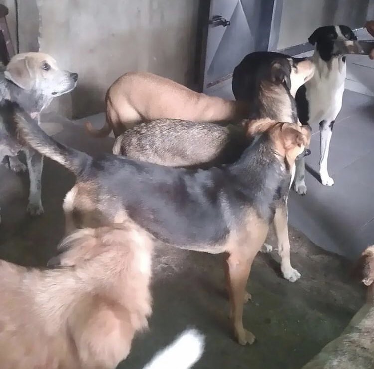 aparadisesanc's tweet photo. Friends please we need your help in the sanctuary 🙏🏻😭💔, there are many mouths to feed and this week we won't get through if we don't buy food 💔😓😢, I sincerely ask you please share and donate what you can, I don't want you to my babies go hungry, I wish I had enough money💔💔 https://t.co/lO0AzfNrld