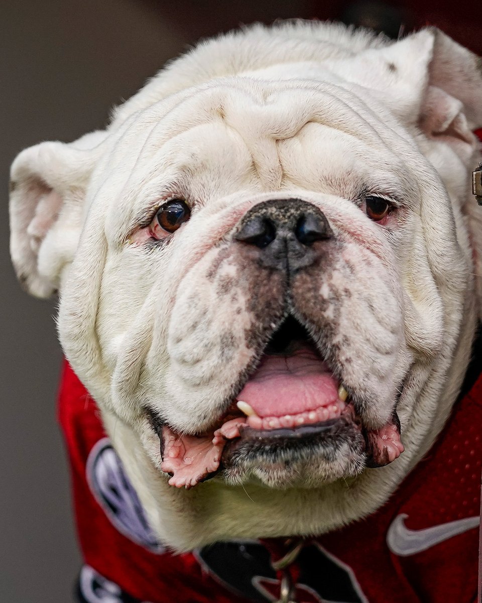 UGAAthletics's tweet photo. 🐾❤️🐾 https://t.co/JFSLaJ0WPI
