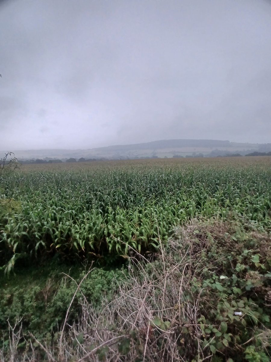 Nolan Farming tweet media