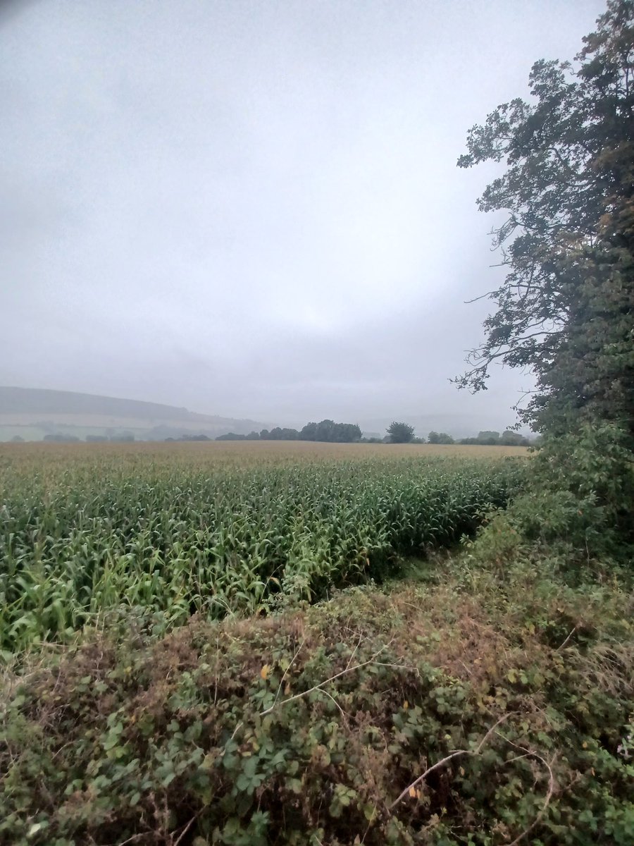 Maize harvest is a bit away still..An exciting time of the year to be fair.
#Maize2022
<a href="/Maizetechltd/">Maizetech Ltd</a> <a href="/John_Dunne_/">John Dunne</a>