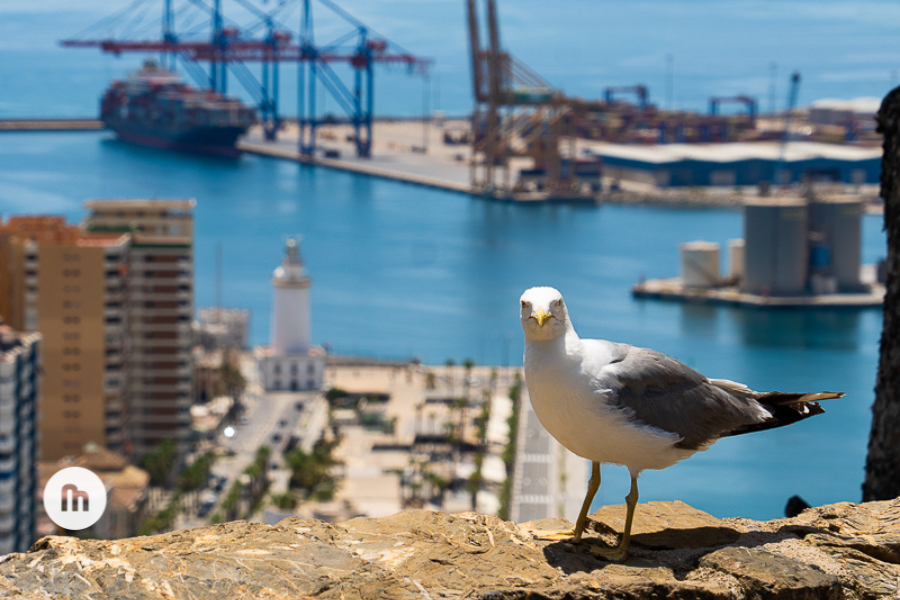 Malaguear's tweet photo. ✍️ Hoy comenzamos nueva etapa. Se une a nuestra familia la gran @MabelSC_ para que sea nuestros ojos y también los vuestros

📸 Os enseñará, desde su objetivo, a #Malaguear con cariño y encanto

🐦 Ella nos mira y se pregunta: “¿Qué haces que no paseas por Málaga la Bella?” https://t.co/FAOw0JyLJi