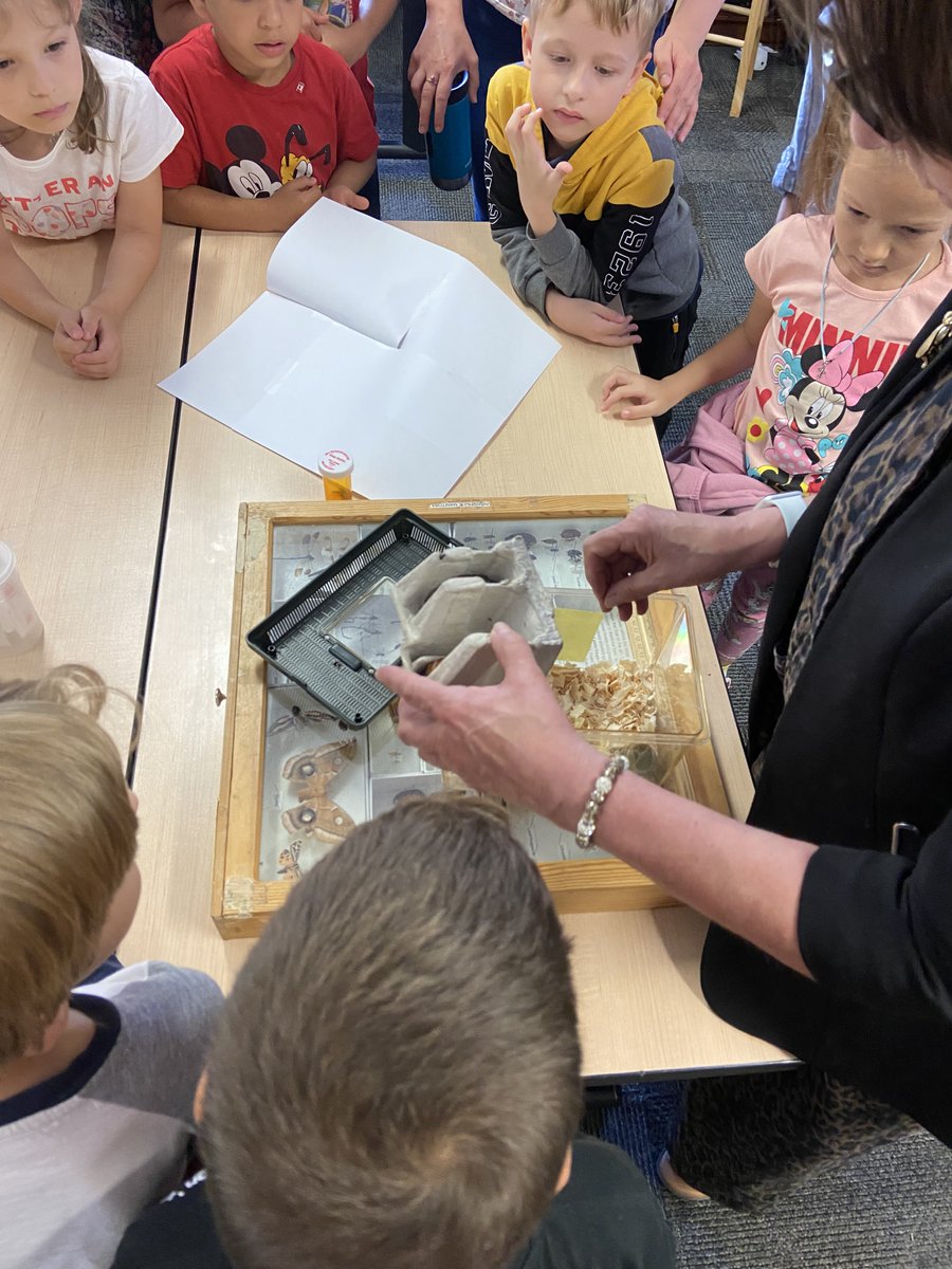 theNEEDScentre's tweet image. Our Introduction to Canadian Education
program learned about insects this summer through a
special guest presentation and live insects.
🐛🦋🐞🐜#NEEDSCentre #NEEDS #IntroProgram