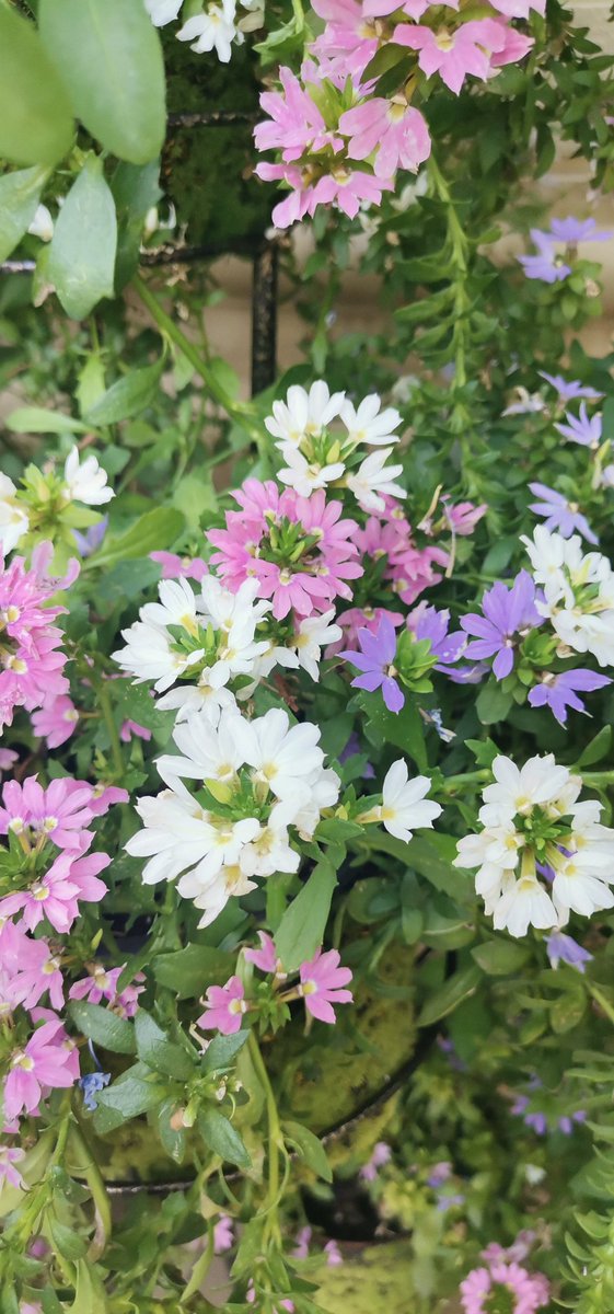 Мистер Лис (@happy_opeh) on Twitter photo 