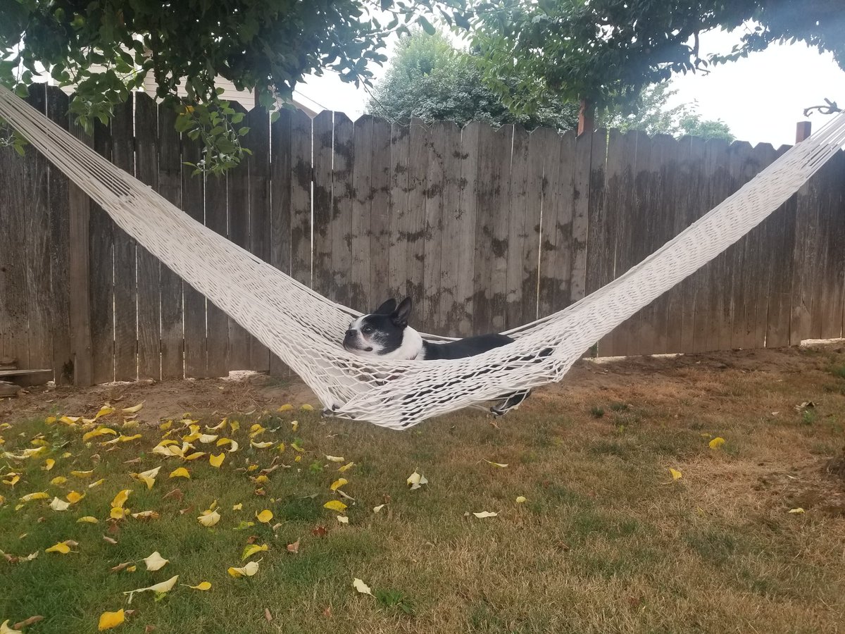 My best friend, baby boy, and sweet puppy went over the rainbow today. May he rest in a world full of treats and belly rubs. Boy, I miss him. RIP Clyde the Glide Sloan.