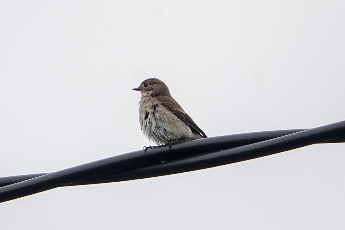 Daniel Weldon tweet media