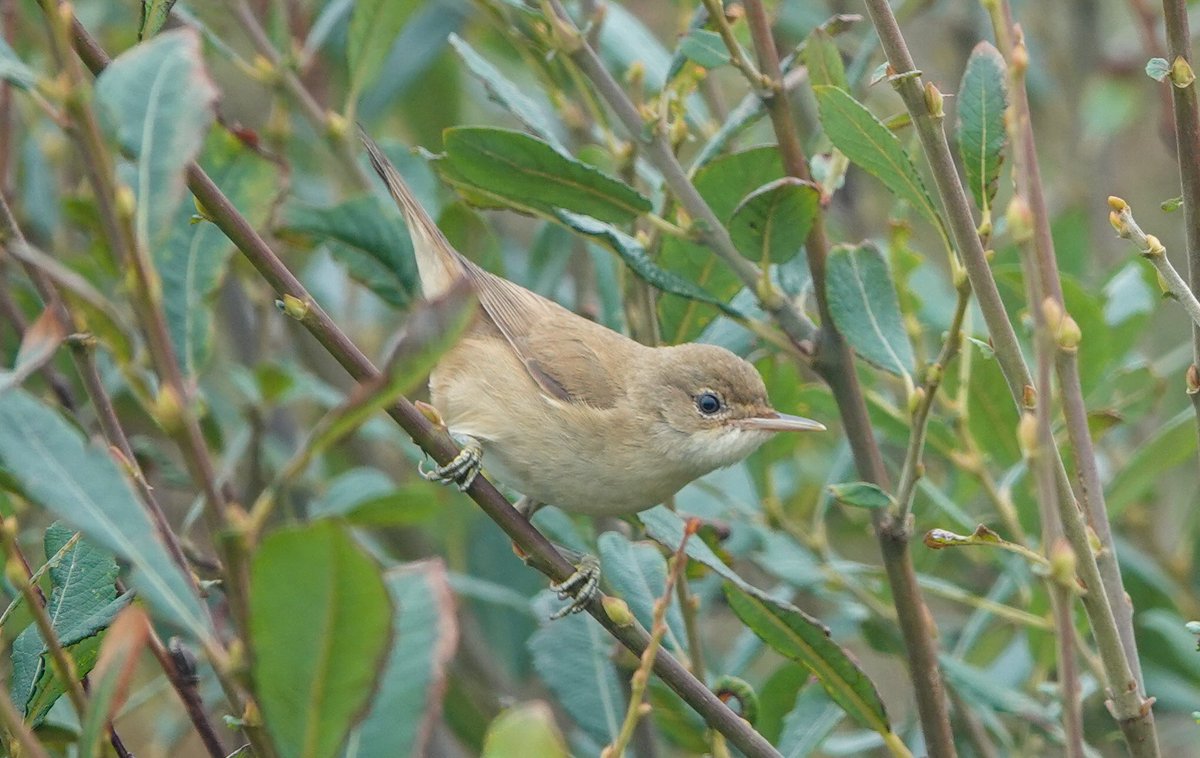 Daniel Weldon tweet media