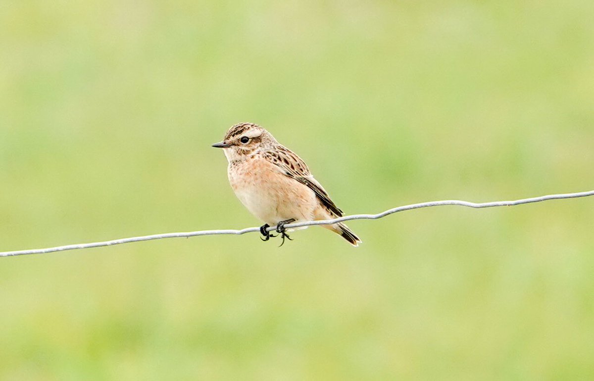 Daniel Weldon tweet media