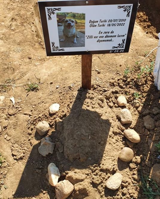 ardacatweet's tweet photo. 13 yıl boyunca bana yaşattığın eşsiz sevgiyi asla baska bir hayvanda bulamayacağım. Ve seni her saniye özlüyor olacağım. Uyumadan önceki kavgalarımızı inanki çok özlüyorum. Çok yakında ziyaretine geleceğim melek kızım. https://t.co/oEP8ARL9nD