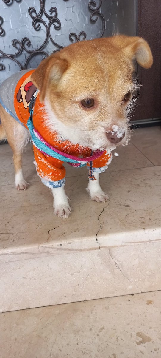 ardacatweet's tweet photo. 13 yıl boyunca bana yaşattığın eşsiz sevgiyi asla baska bir hayvanda bulamayacağım. Ve seni her saniye özlüyor olacağım. Uyumadan önceki kavgalarımızı inanki çok özlüyorum. Çok yakında ziyaretine geleceğim melek kızım. https://t.co/oEP8ARL9nD