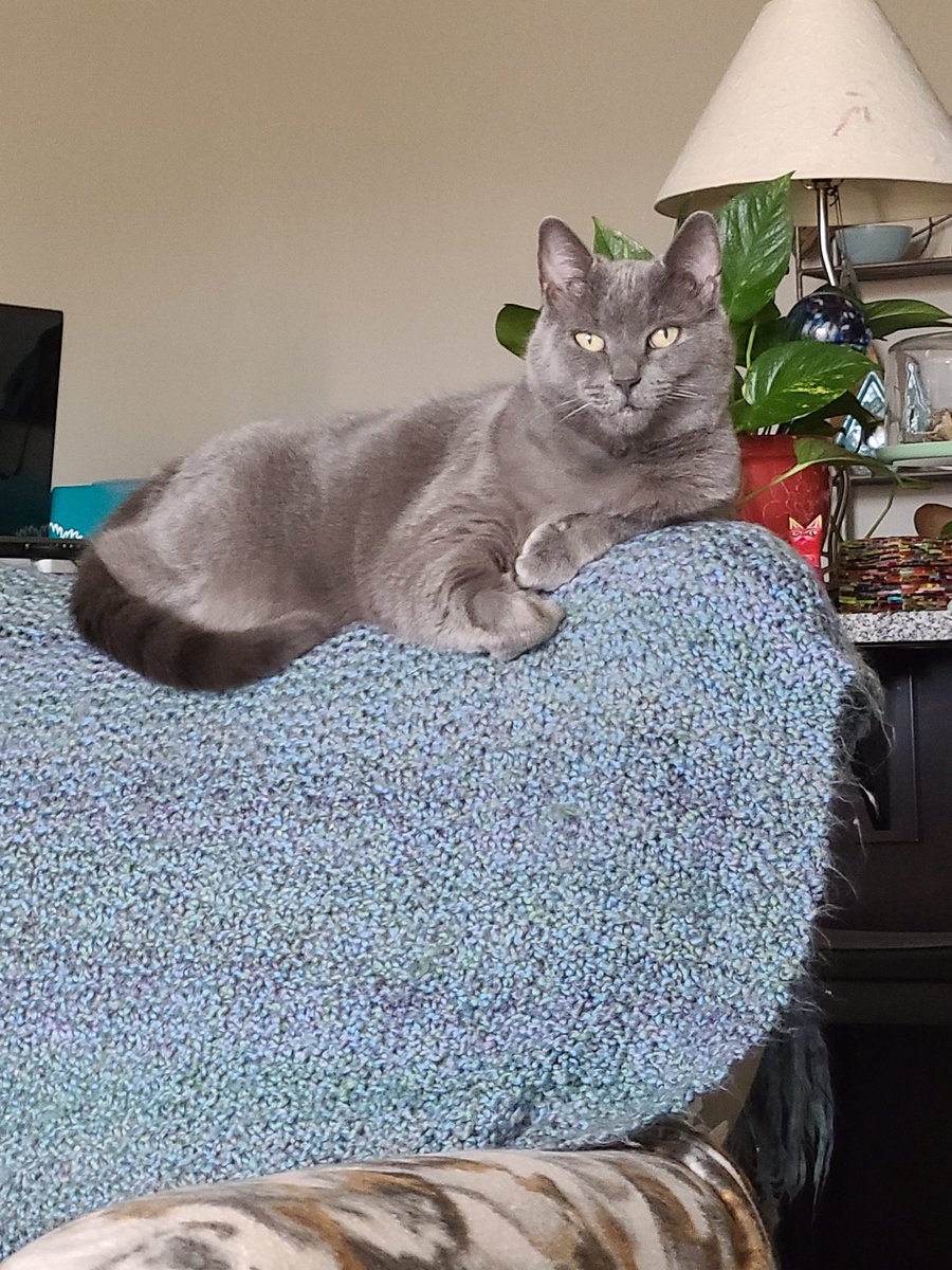 lynngalexander's tweet photo. @Wolfiesmom Boo says hi! https://t.co/QTvlCIN0cD