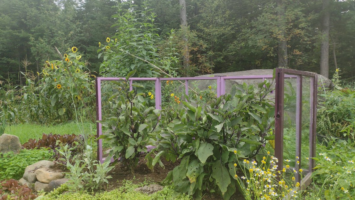 chrishallweaver's tweet image. Eggplant in zone 3?  I say yes. #zone3 #GardeningFun