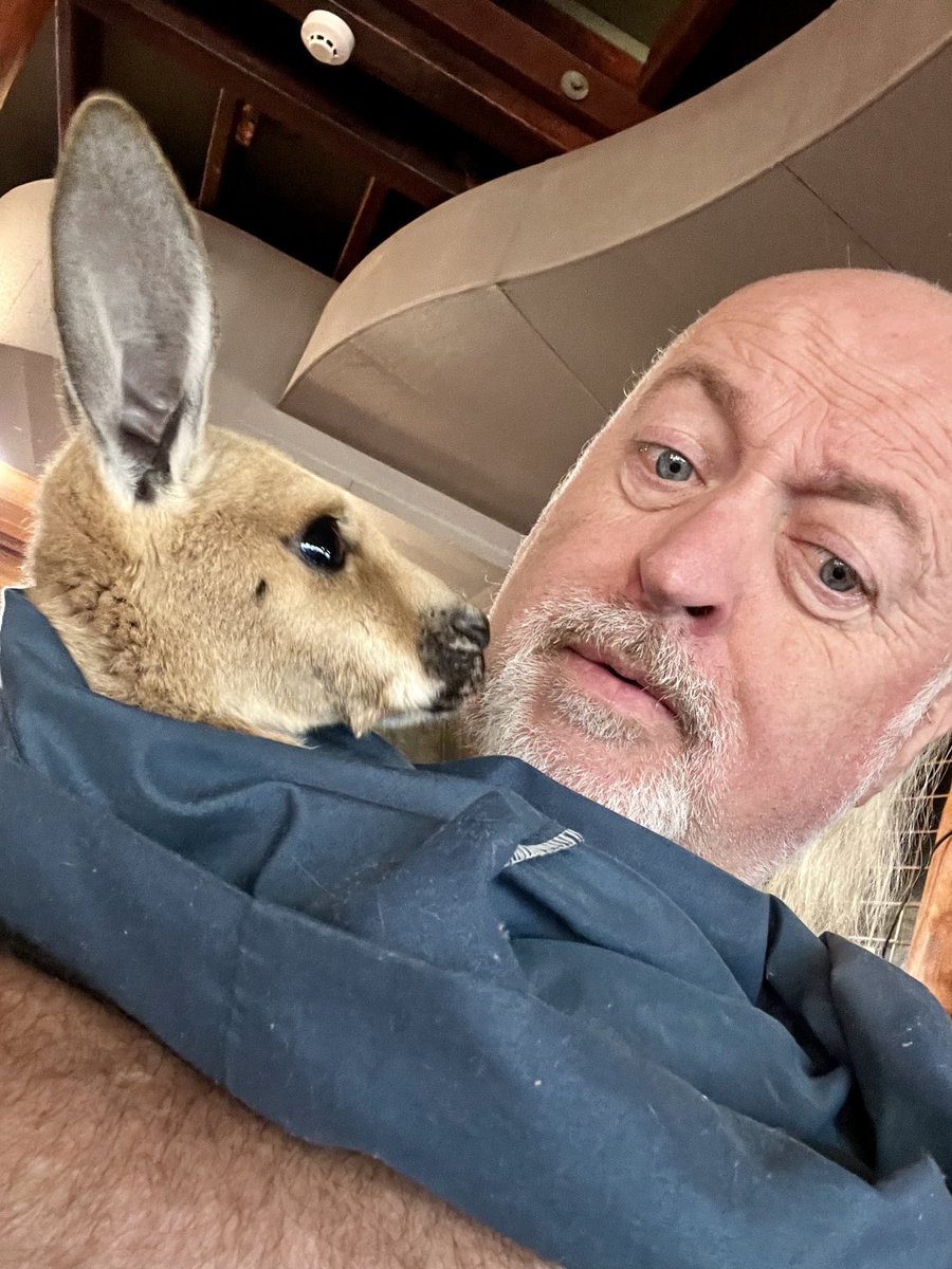 BillBailey's tweet photo. Meeting Trevor the joey- one of many highlights of my visit to Uluṟu- he seemed ok with it https://t.co/PuGU19yJ8C