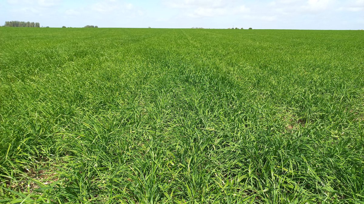 Facundo Seigal tweet media