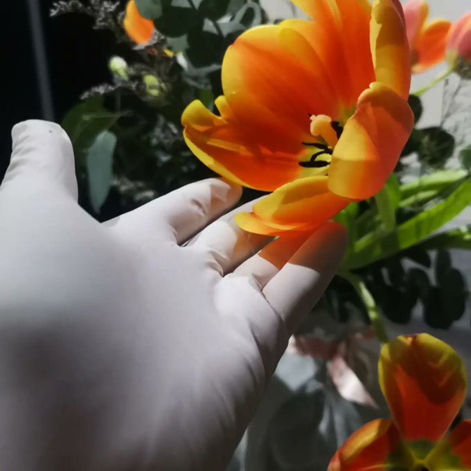 My beautiful tulips &amp; my beautiful surgical gloves ❤️ perfect!! https://t.co/lBKThOGW3e<a href="/tag/green"class="tags"><span>#green</span></a><a href="/tag/beach"class="tags"><span>#beach</span></a><a href="/tag/latexglove"class="tags"><span>#latexglove</span></a>