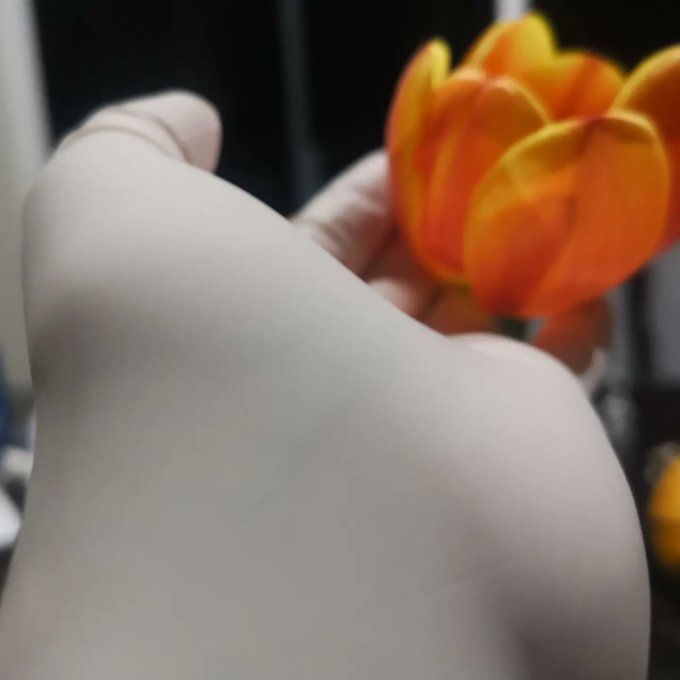 My beautiful tulips &amp; my beautiful surgical gloves ❤️ perfect!! https://t.co/lBKThOGW3e<a href="/tag/green"class="tags"><span>#green</span></a><a href="/tag/beach"class="tags"><span>#beach</span></a><a href="/tag/latexglove"class="tags"><span>#latexglove</span></a>