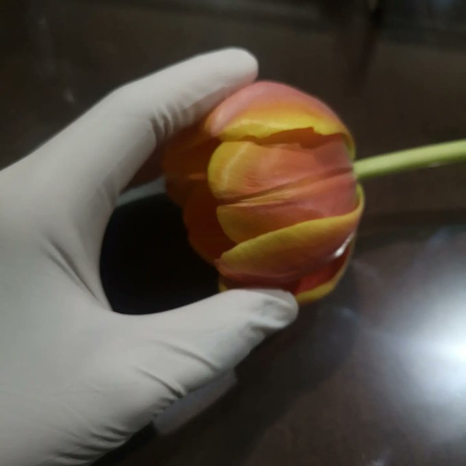 My beautiful tulips &amp; my beautiful surgical gloves ❤️ perfect!! https://t.co/lBKThOGW3e<a href="/tag/green"class="tags"><span>#green</span></a><a href="/tag/beach"class="tags"><span>#beach</span></a><a href="/tag/latexglove"class="tags"><span>#latexglove</span></a>