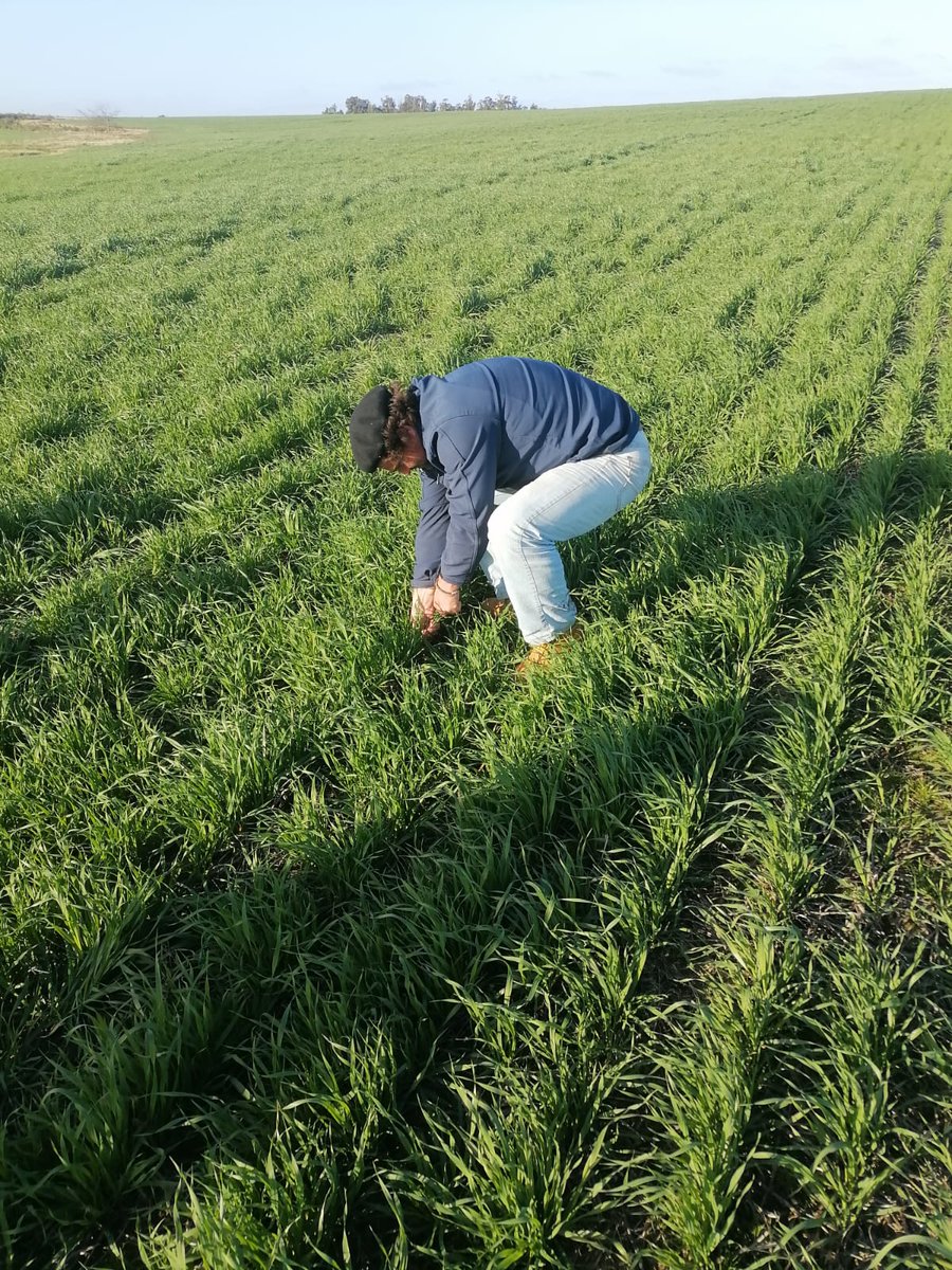 Facundo Seigal tweet media