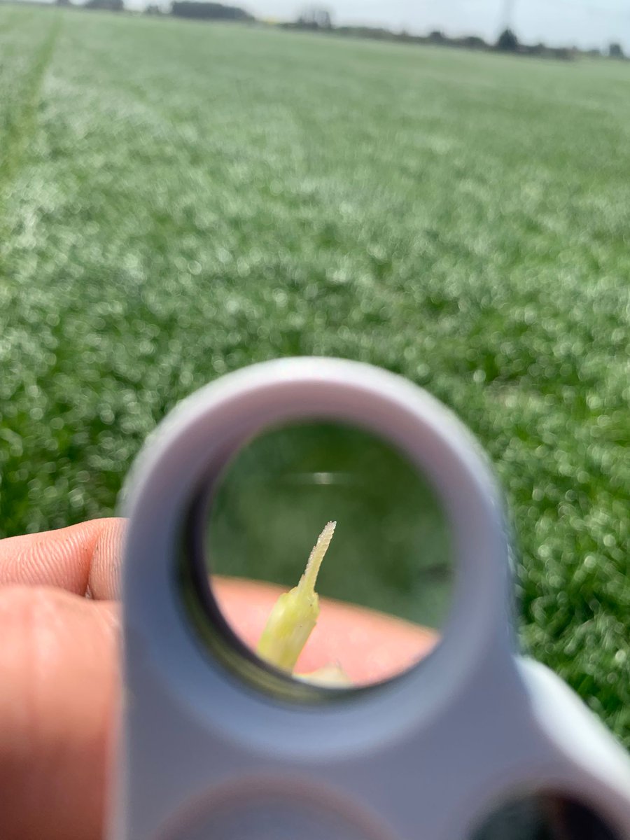 Facundo Seigal tweet media