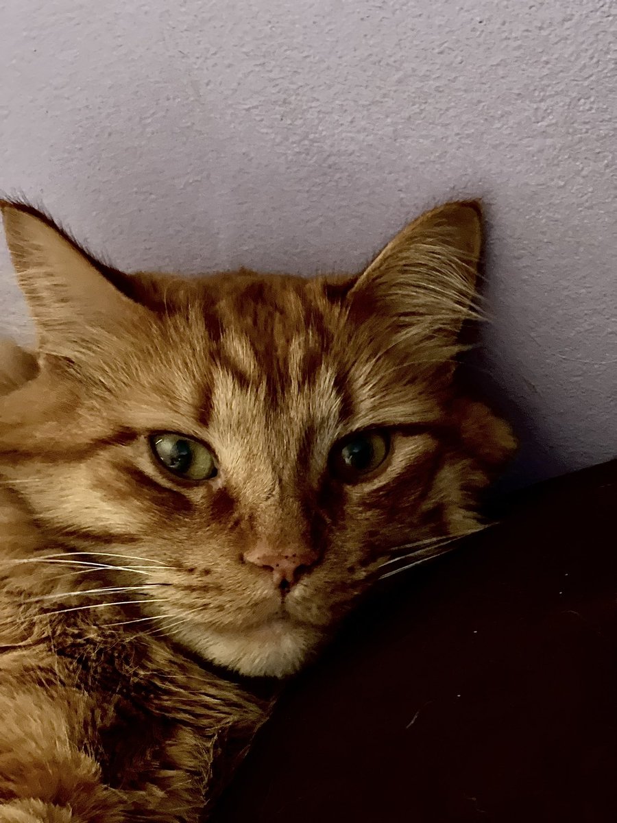 AlexandraN001's tweet photo. My floof https://t.co/Cfs6MVjQtP