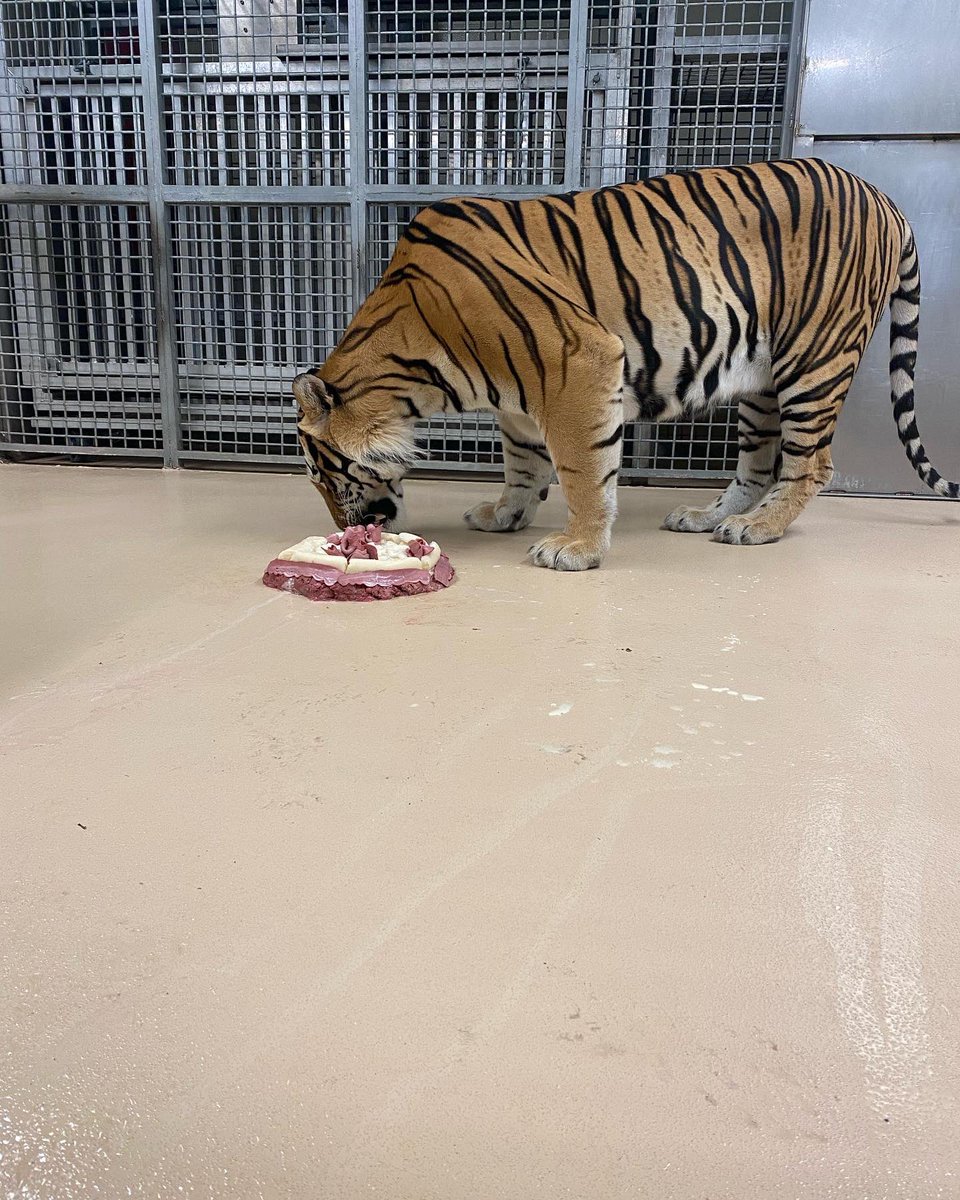 MikeTheTiger's tweet photo. Happy 6th Birthday to me (September 13)! Thanks to my @LSUVetMed student caretakers for the lovely birthday dinner. https://t.co/Nl9dgWxc7e