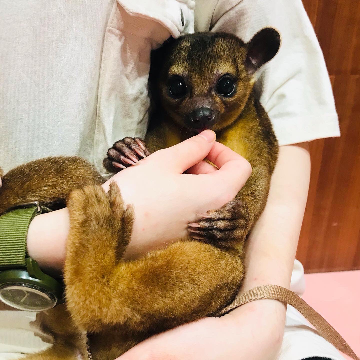 Moff Animal Cafe ららぽーと愛知東郷店 Moff Tougou Twitter