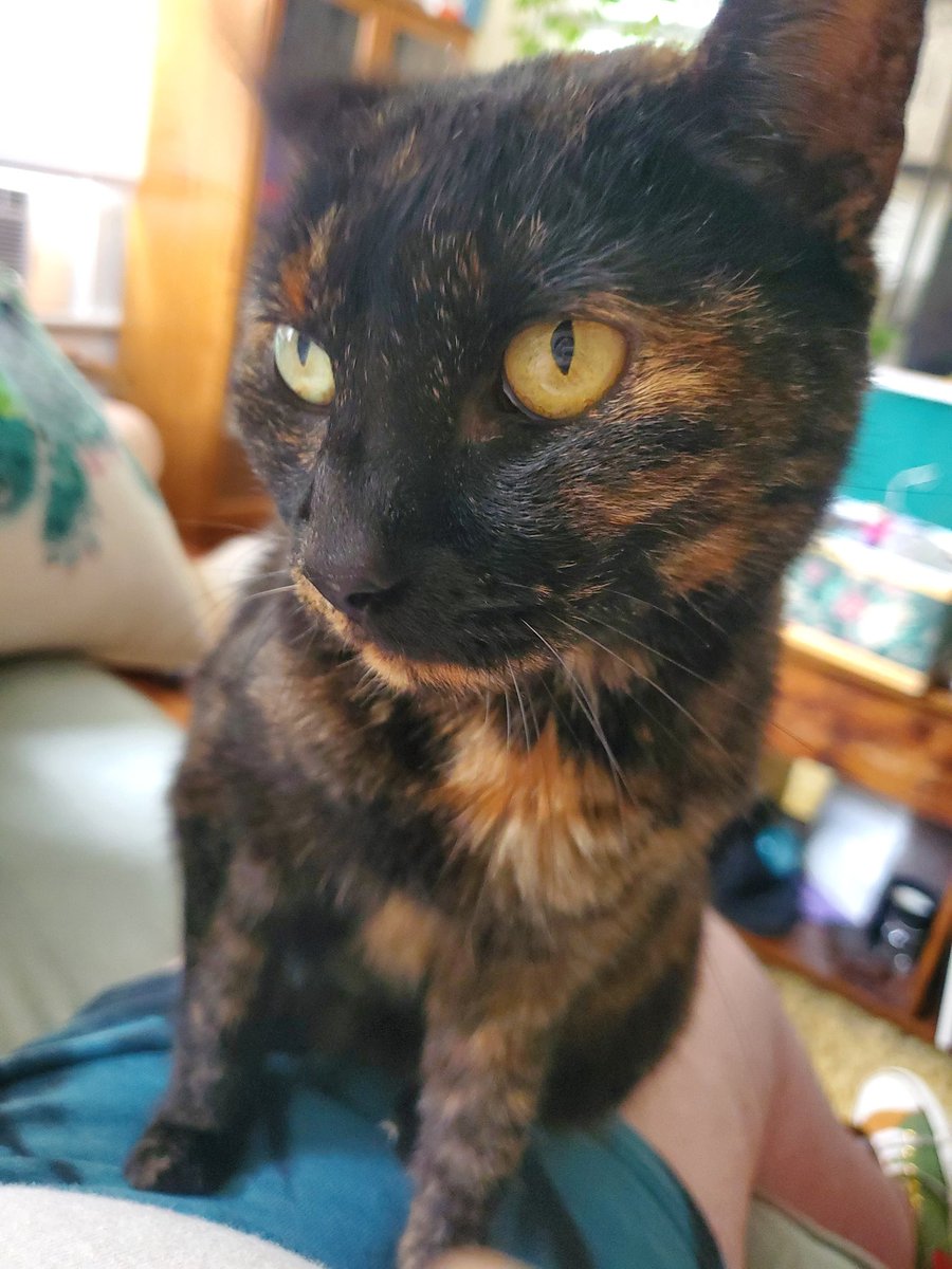 HTortie's tweet photo. helo

smooch https://t.co/07WN5wNYf4