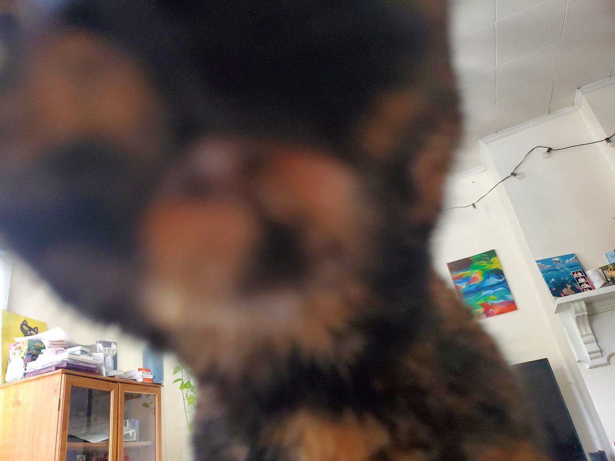 HTortie's tweet photo. helo

smooch https://t.co/07WN5wNYf4