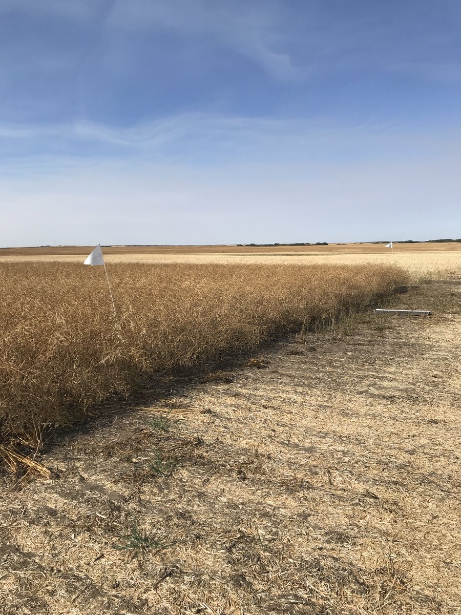 bethanyb_w's tweet photo. Another couple #InVigor DST’s are off thanks to ⁦@MundtGreg⁩! These trials would not be possible without our incredible cooperators making it happen! Stay tuned for results coming soon ⁦@BASFAgSolutions⁩ https://t.co/MO0voEgb4f