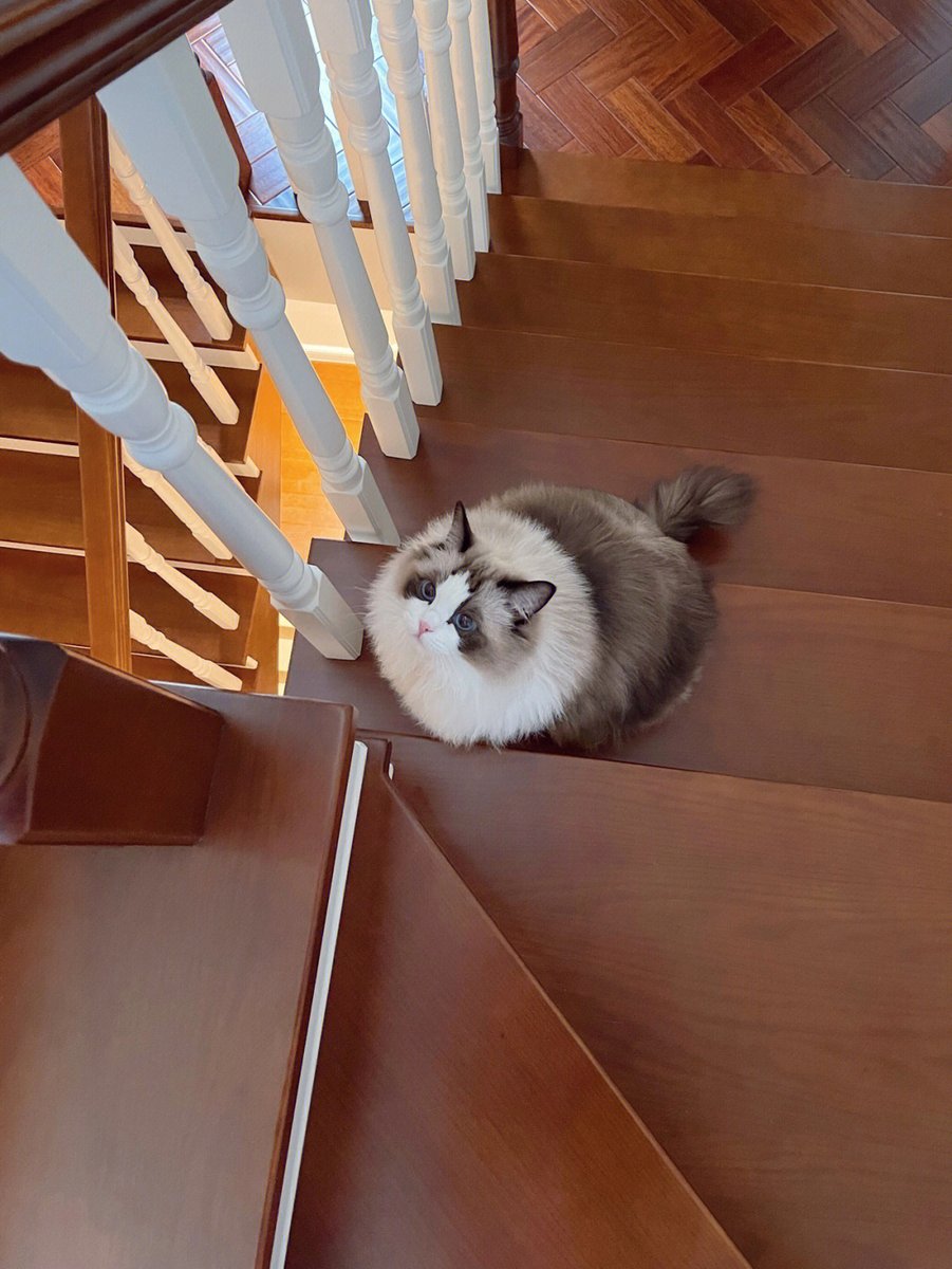 Cecily1989417's tweet photo. The "Tiger Tiger in the way" encountered while descending the stairs.😘 https://t.co/dPAvqC9fEV