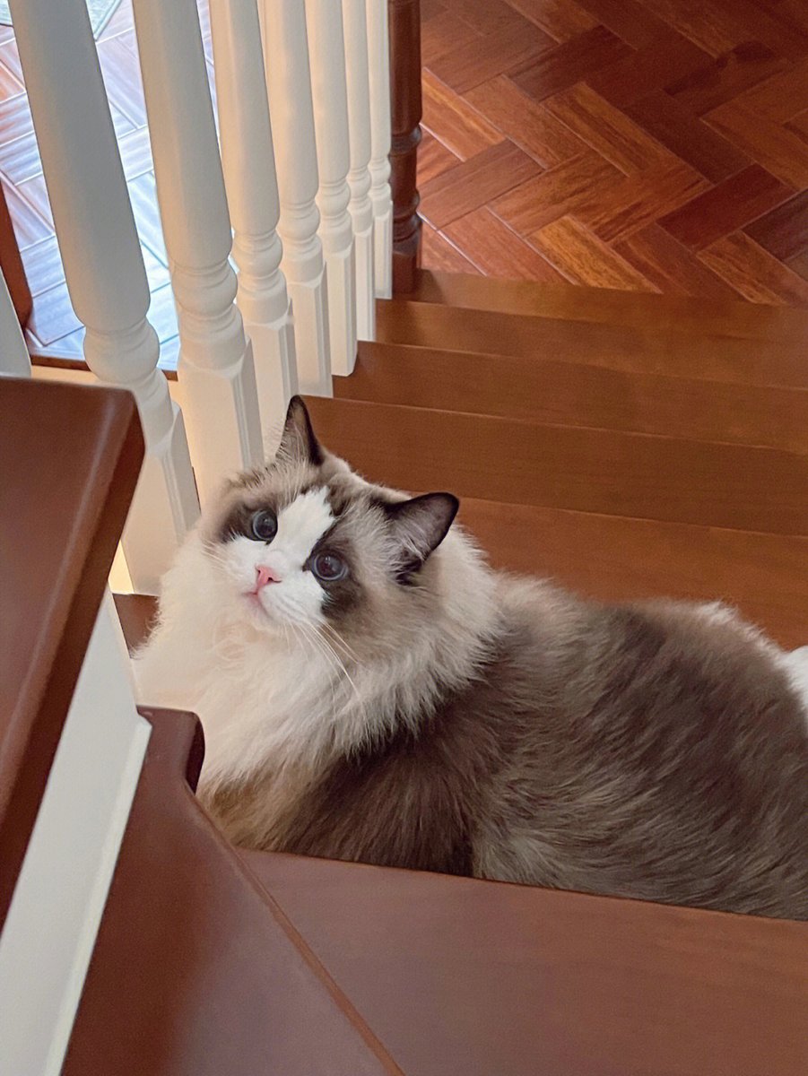 Cecily1989417's tweet photo. The "Tiger Tiger in the way" encountered while descending the stairs.😘 https://t.co/dPAvqC9fEV