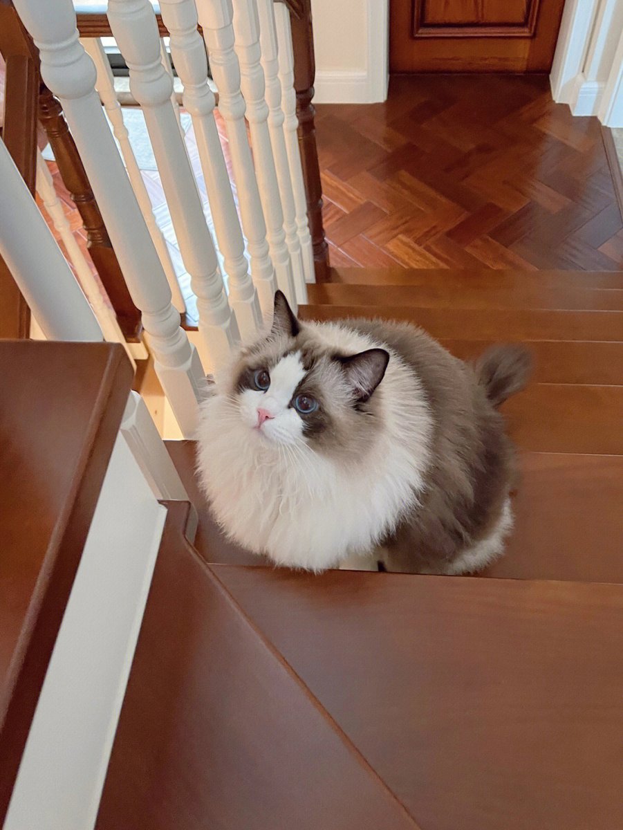 Cecily1989417's tweet photo. The "Tiger Tiger in the way" encountered while descending the stairs.😘 https://t.co/dPAvqC9fEV
