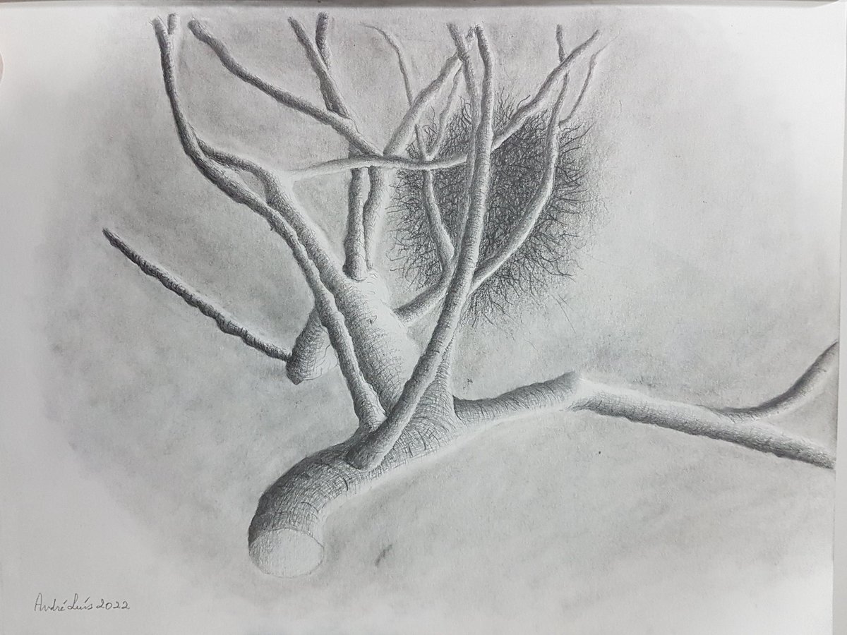 dedeluisfsd's tweet photo. Natureza. #arte #brancoepreto #grafite #desenho #natureza #art #drawing #nature https://t.co/ULa0CKUTzR