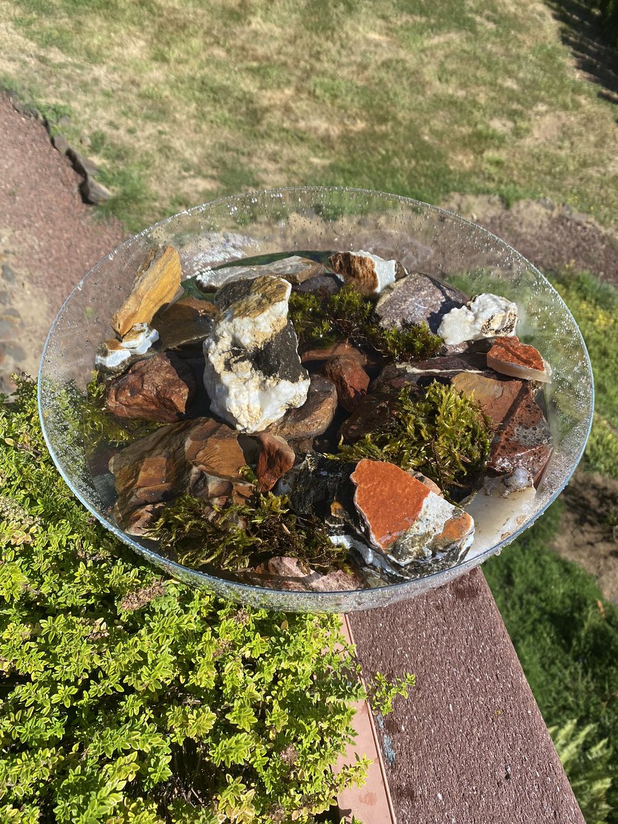 eerland's tweet photo. @JessColumbo One of my bee baths!! https://t.co/wzCPRVGyEh